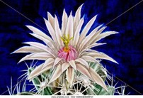 laura leticia gtz flor de cactus.jpg